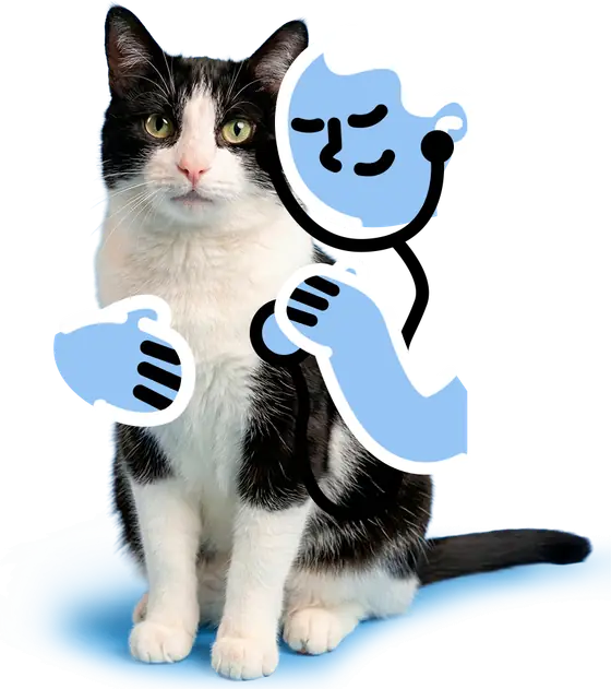 Gato junto a un veterinario ilustrado